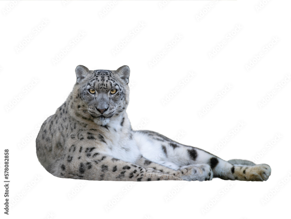 Naklejka premium snow leopard Isolated on white background