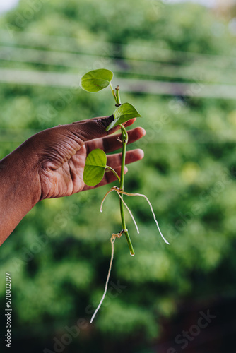 Hand holding a propagated Pothos plant showing aerial roots and green leaves against green background