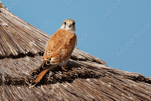 Nankeen Kestrel - Falco cenchroides also Australian kestrel, bird raptor native to Australia and New Guinea, small falcons, pale rufous upper-parts with contrasting black flight-feathers photo