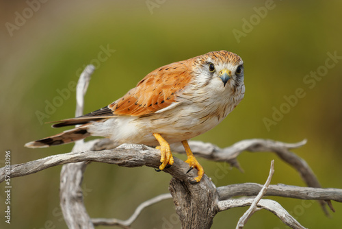 Nankeen Kestrel - Falco cenchroides also Australian kestrel, bird raptor native to Australia and New Guinea, small falcons, pale rufous upper-parts with contrasting black flight-feathers