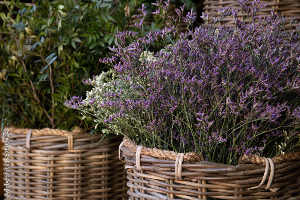 Fototapeta premium Wicker basket full of fresh cut purple Limonium platyphyllum flowers or florist's sea lavender in spring garden shop.