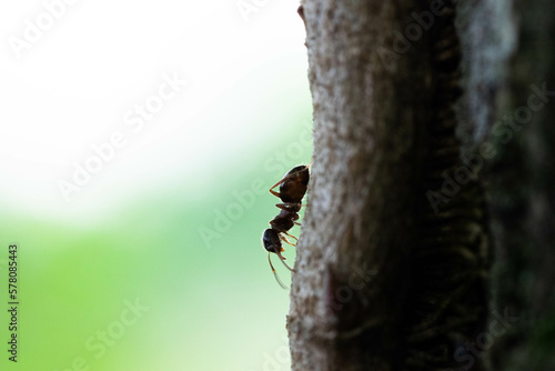 Hormiga