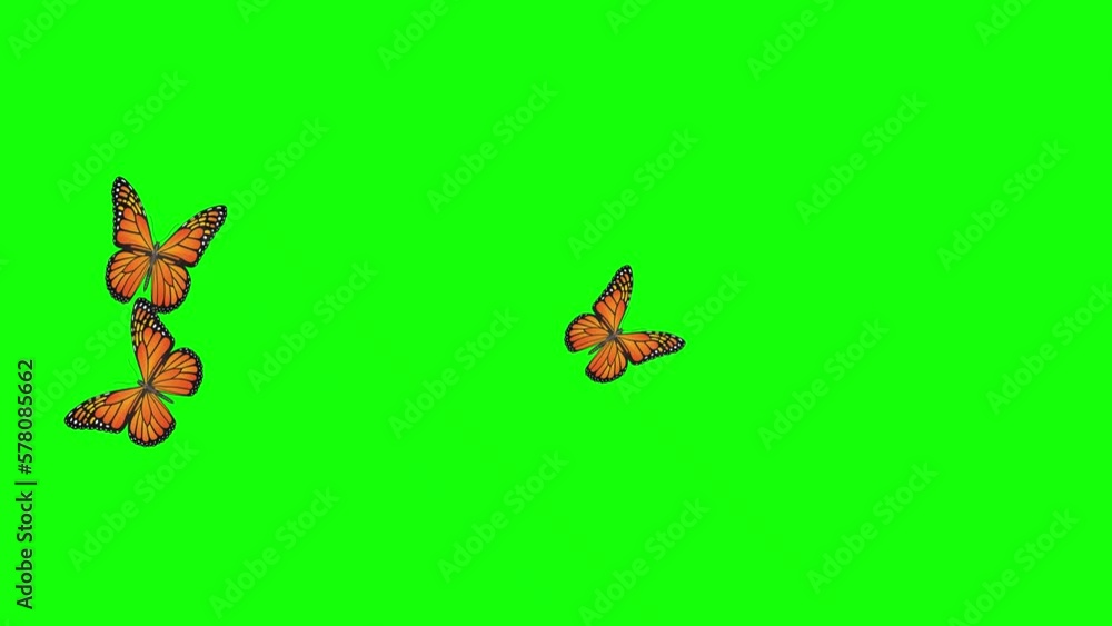 butterfly flying green screen Stock Video Adobe Stock
