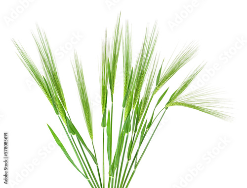 Bunch of green spikelets isolated on a white background