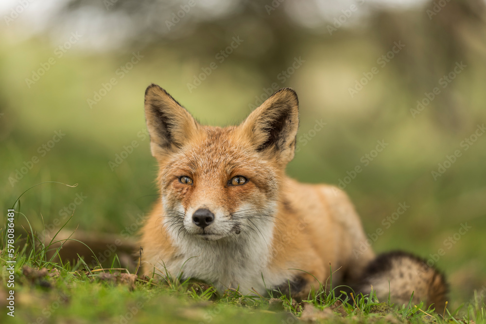 Close up of a beautiful cute fox with open eyes lying down in the grass Close up of a beautiful cute fox with open eyes lying down in the grass