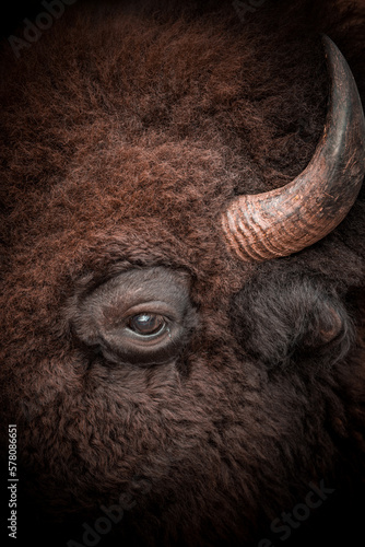 american bison head