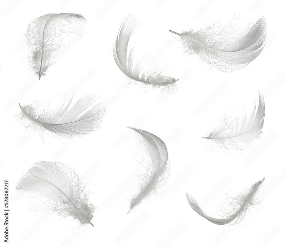White feather set isolated - obrazy, fototapety, plakaty 