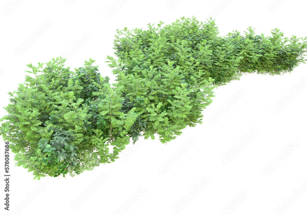 Fototapeta premium Field of plants isolated on transparent background. 3d rendering - illustration