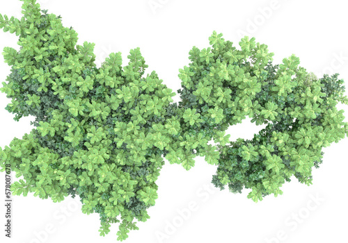 Field of plants isolated on transparent background. 3d rendering - illustration