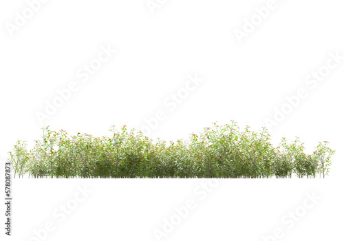 Field of plants isolated on transparent background. 3d rendering - illustration