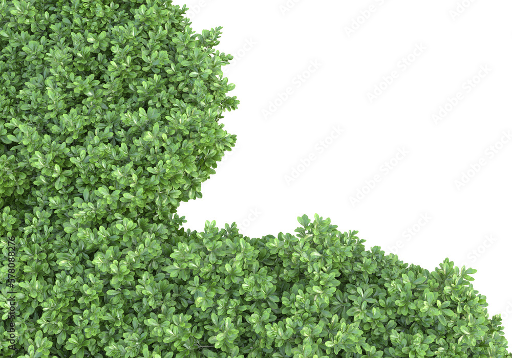Field of plants isolated on transparent background. 3d rendering - illustration Field of plants isolated on transparent background. 3d rendering - illustration
