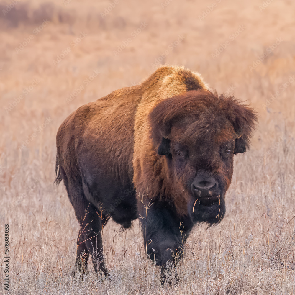 Fototapeta premium Bison