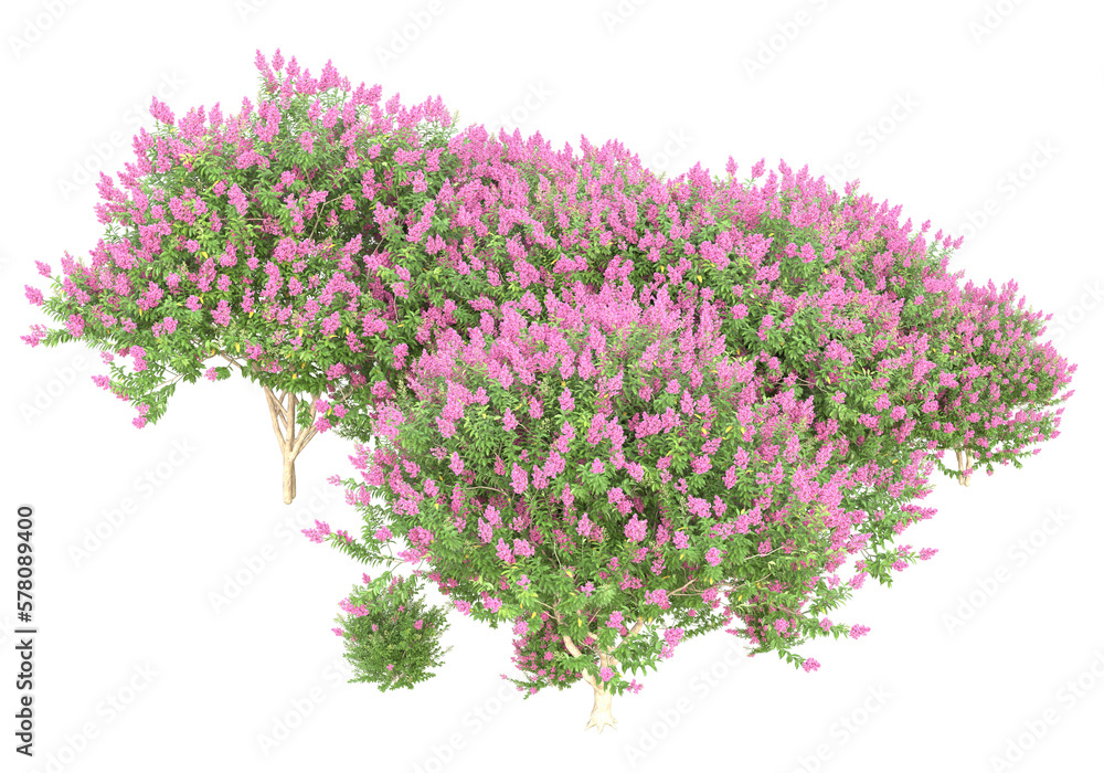 Field of foliage isolated on transparent background. 3d rendering - illustration