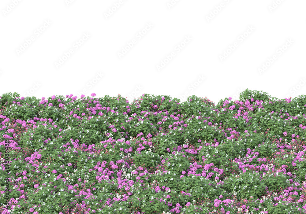 Field of foliage isolated on transparent background. 3d rendering - illustration Field of foliage isolated on transparent background. 3d rendering - illustration