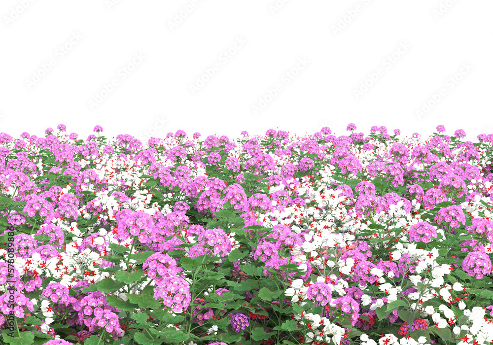 Obraz premium Field of grass isolated on transparent background. 3d rendering - illustration