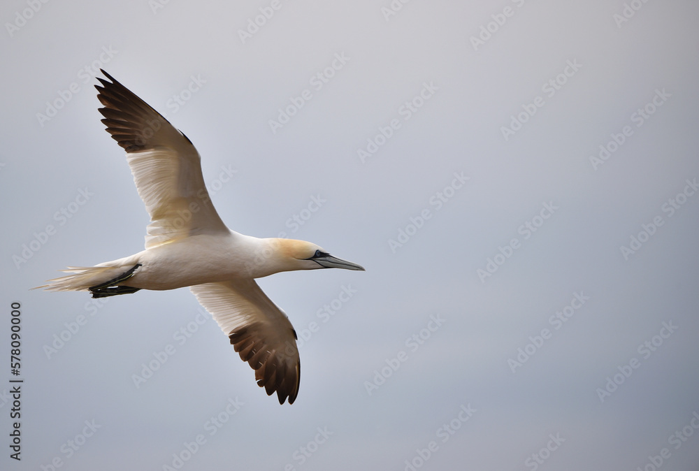 Basstölpel fliegt Basstölpel fliegt