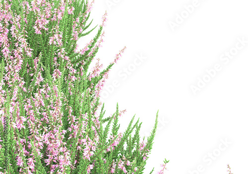 Field of grass isolated on transparent background. 3d rendering -