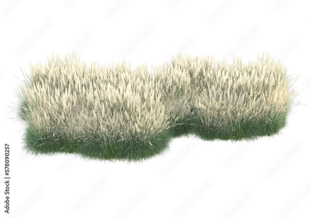 Field of grass isolated on transparent background. 3d rendering - illustration Field of grass isolated on transparent background. 3d rendering - illustration
