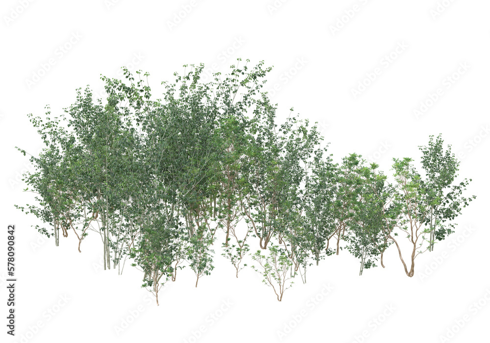 Obraz premium Tall plants on transparent background. 3d rendering - illustration