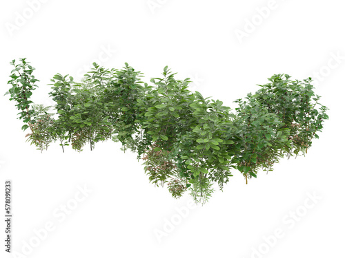Bilde på lerret Tall plants on transparent background