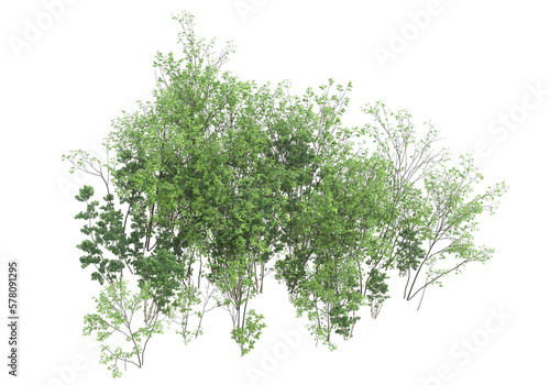 Tall plants on transparent background. 3d rendering - illustration