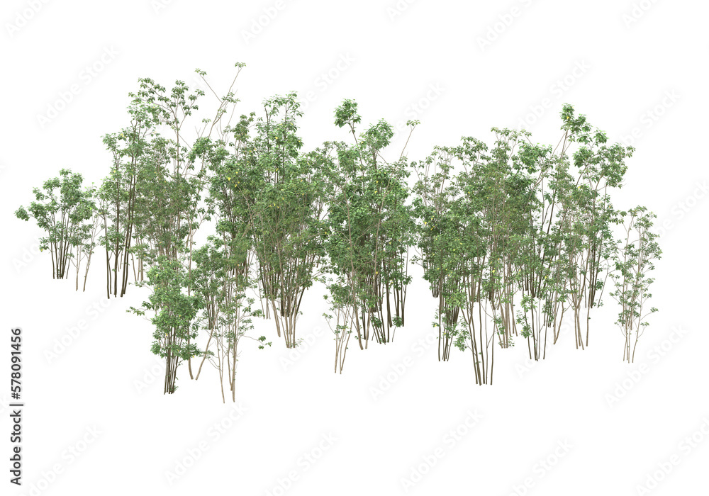 Fototapeta premium Tall plants on transparent background. 3d rendering - illustration