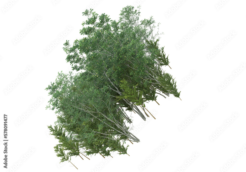 Tall plants on transparent background. 3d rendering - illustration Tall plants on transparent background. 3d rendering - illustration