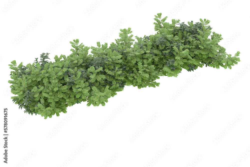 Foliage isolated on transparent background. 3d rendering - illustration Foliage isolated on transparent background. 3d rendering - illustration