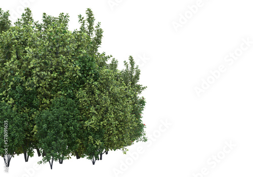 Foliage isolated on transparent background. 3d rendering - illustration