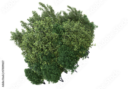 Foliage isolated on transparent background. 3d rendering - illustration