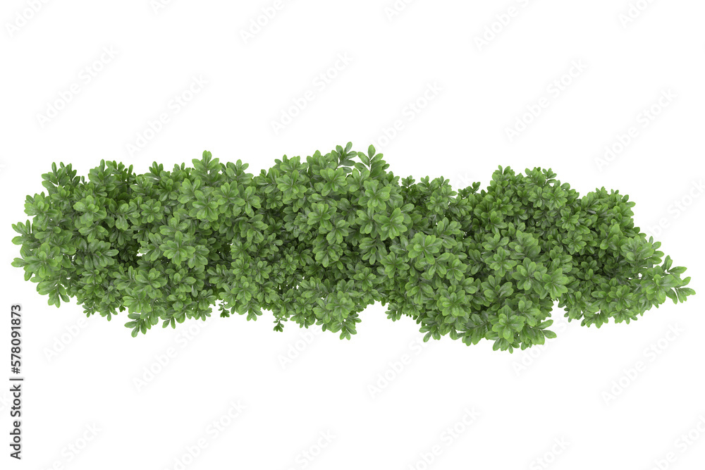 Foliage isolated on transparent background. 3d rendering - illustration Foliage isolated on transparent background. 3d rendering - illustration
