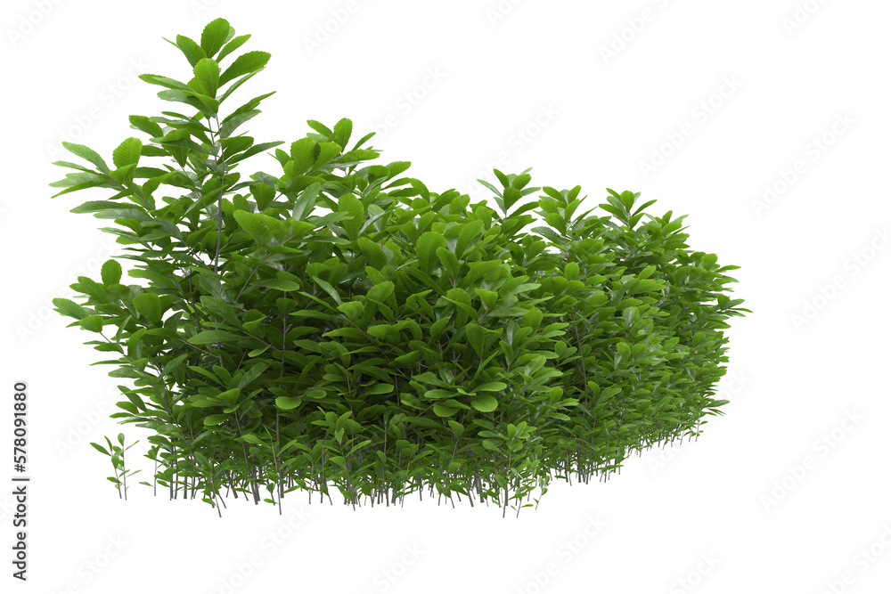 Fototapeta premium Foliage isolated on transparent background. 3d rendering - illustration