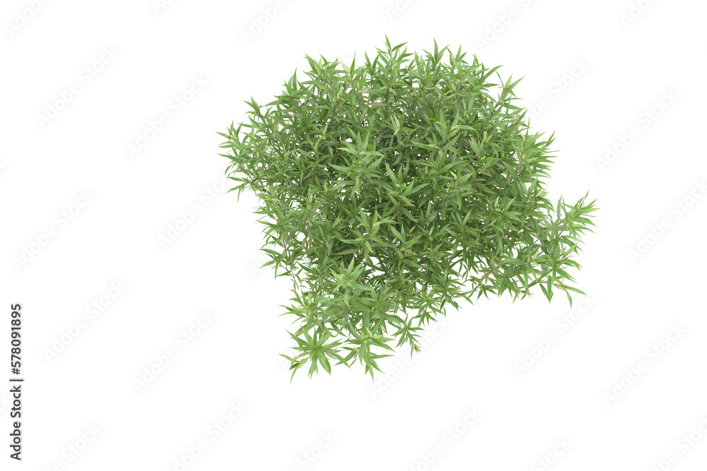 Fototapeta premium Foliage isolated on transparent background. 3d rendering - illustration