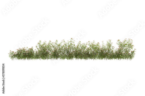 Foliage isolated on transparent background. 3d rendering - illustration