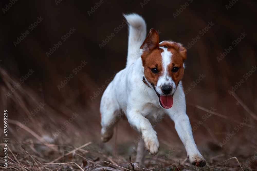 Jack Russel Terrier