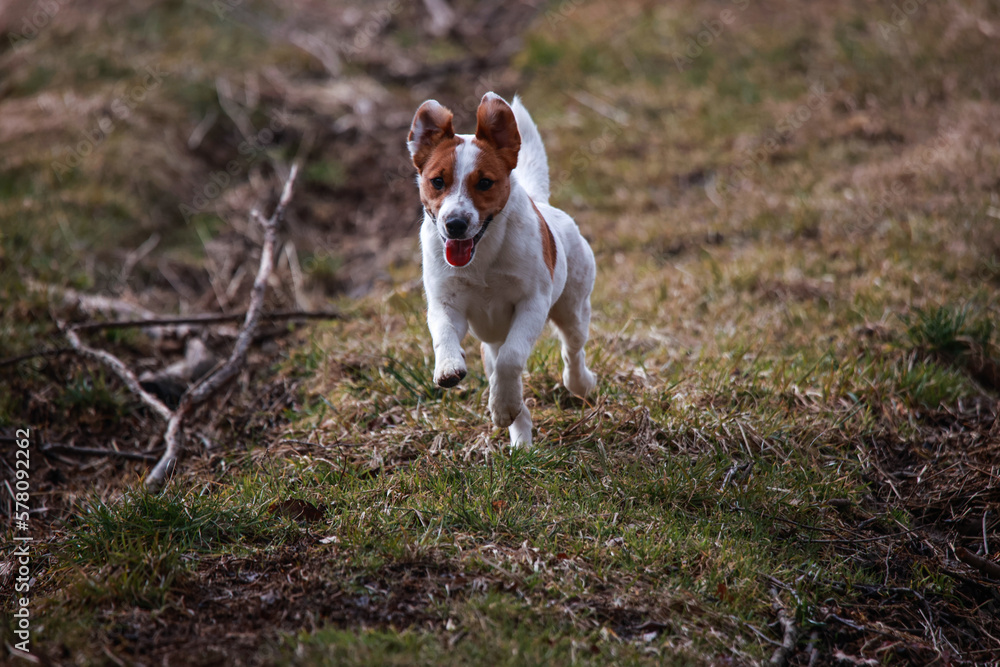 Jack Russel Terrier