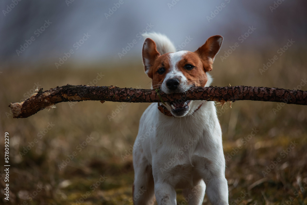 Jack Russel Terrier