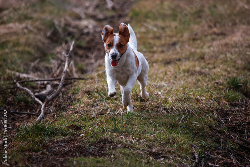 Jack Russel Terrier