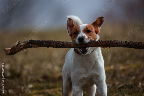 Obraz na płótnie Jack Russel Terrier w salonie
