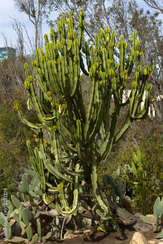 cactus in desert