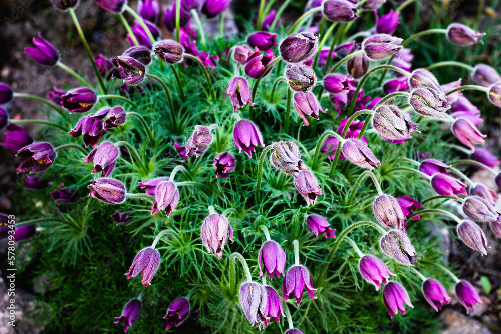 Blooming flowers in spring garden. Selective focus. Blooming flowers in spring garden. Selective focus.