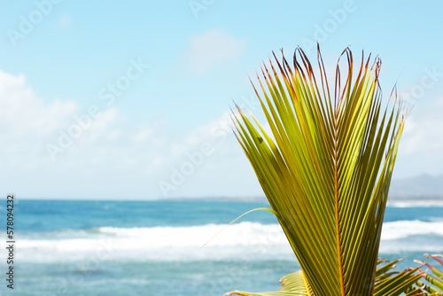 Palm Frond by the Ocean