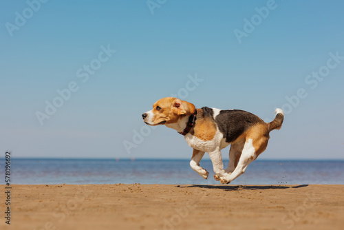 beagle dog runs on seashore against blue sky. pet is playing and having fun outdoors. workout jogging on beach. cute pooch jumps and frolics. fitness classes with a retriever, hunting hound