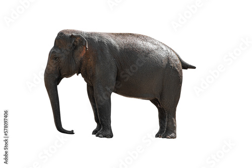 Indian elephant isolated on white or transparent background.
