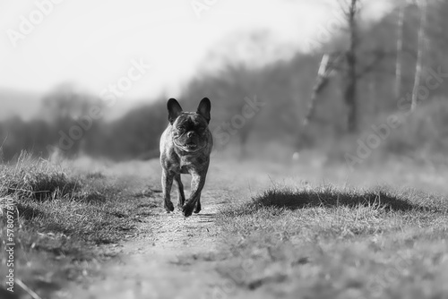 Französische bulldogge in Schwarz-Weiß beim laufen photo