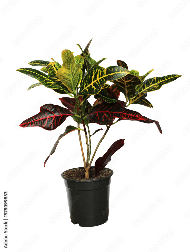 Fototapeta premium Garden croton