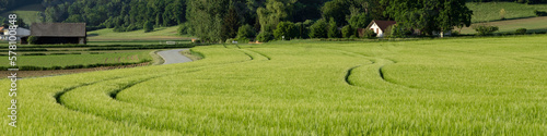 4x1 banner for social networks and websites. Green rye field, forest, rural road, farmhouses and buildings