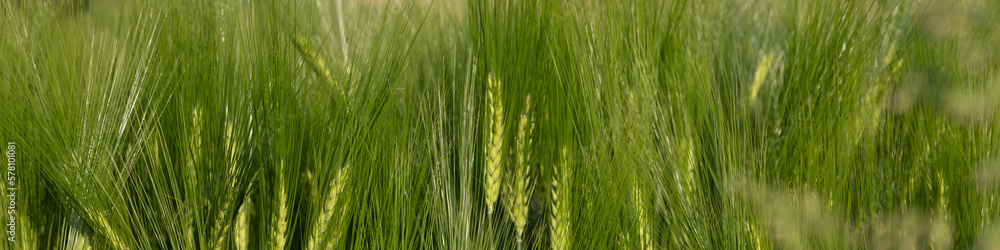 4x1 banner for social networks and websites. Ripening green ears of barley 4x1 banner for social networks and websites. Ripening green ears of barley
