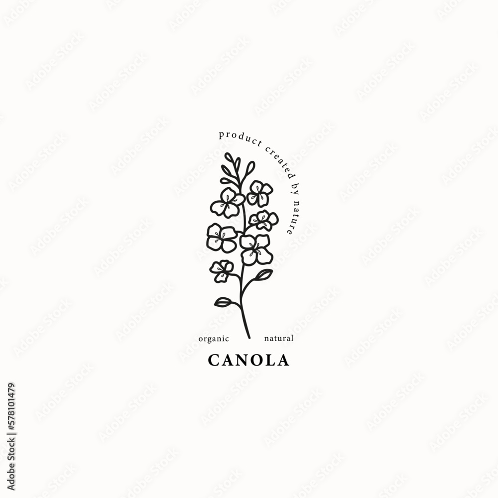 Line art canola or rapeseed plant illustration Line art canola or rapeseed plant illustration