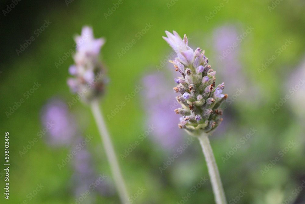 lavender flower